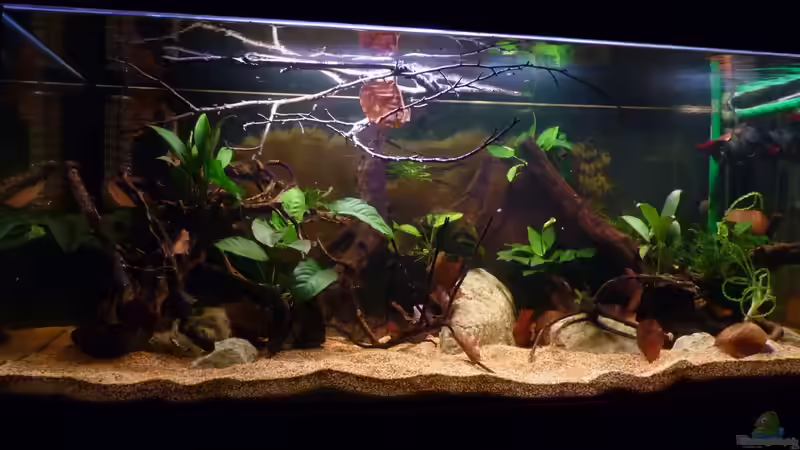 jetzt mit mehr Blättern und ??sten *27.04.2013* von lützkopf (24)