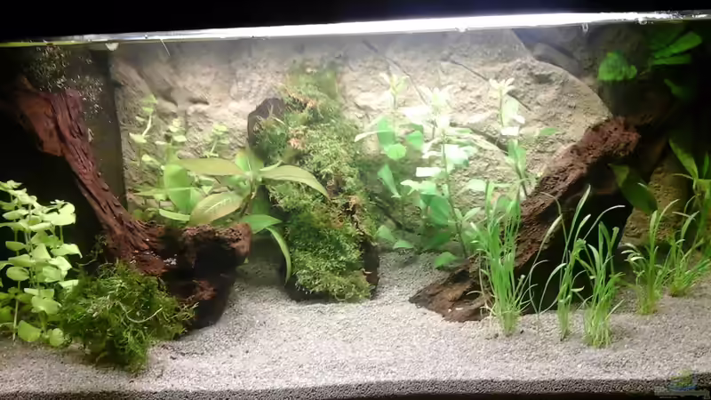 jetzt mit Moos von Ulf (4)