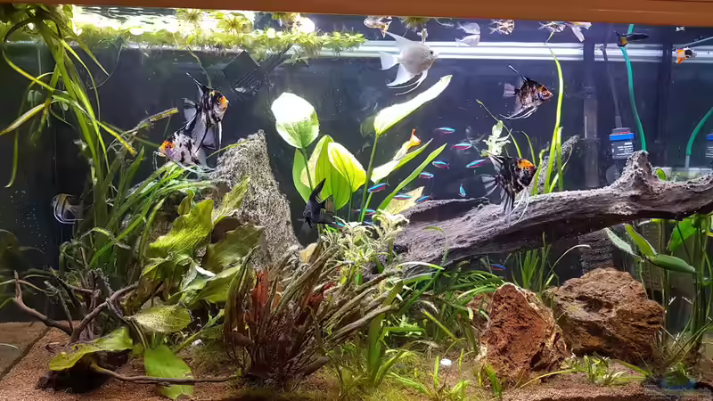 Jetzt mit schwarz - 16.06.2019 von Julia S. (1)