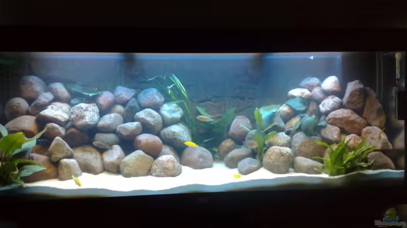 jetzt müssen noch ein paar Algen kommen