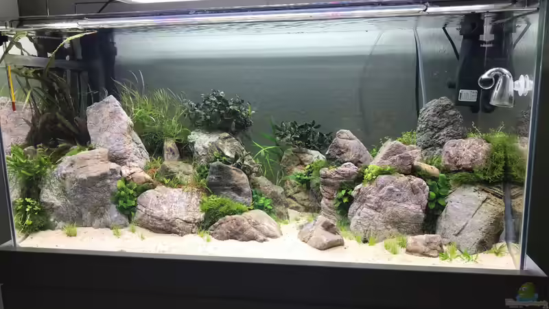 Jetzt muss alles wachsen von Der Nicky (20)