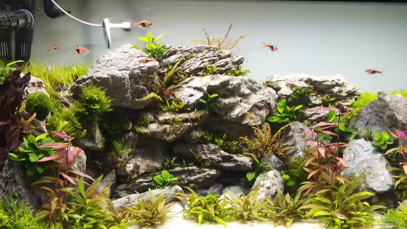 Jetzt nach fast 5 Wochen, es krautet langsam zu. von Sese (1)