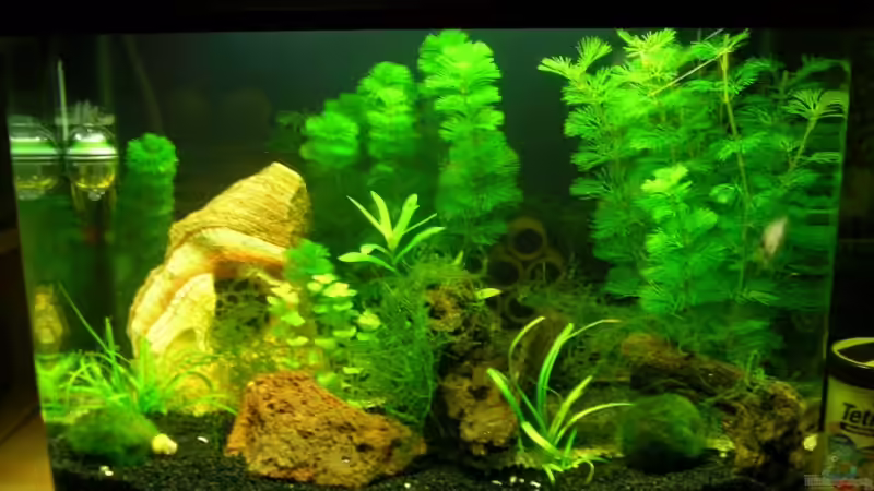 Jetzt neu mit schwarzem Kies von Benny Müller (3)