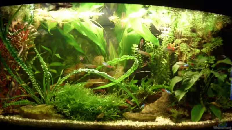 Jetzt noch bis zum Monatsende das schönste Becken wählen! von Matthias Schuster (1)