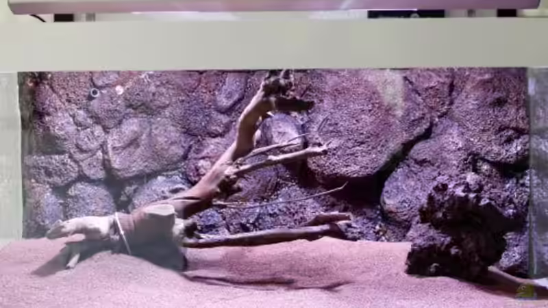 jetzt noch mit Lavafindling von Frank Chelaifa (8)