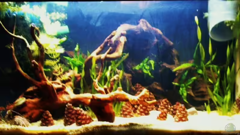 Jetzt ohne Moosrückwand von Zebraschneggla (3)