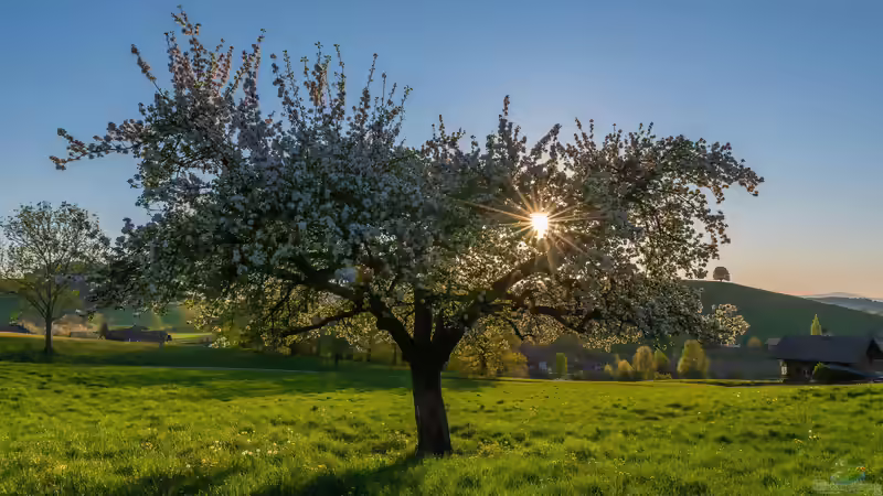 Jetzt pflanzen, später ernten - warum der Herbst die beste Zeit für viele Obstbäume ist