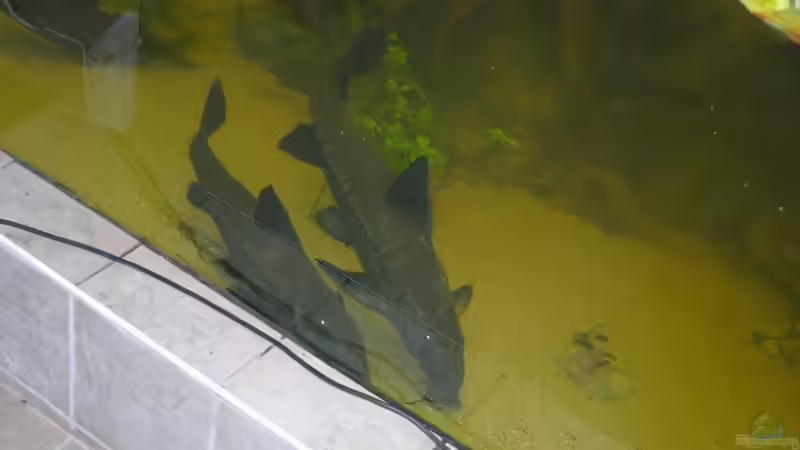 jetzt schwimm schon weiter Omi (P.niger 5-6 Jahre + P.niger 30Jahre) von dornwels (27)