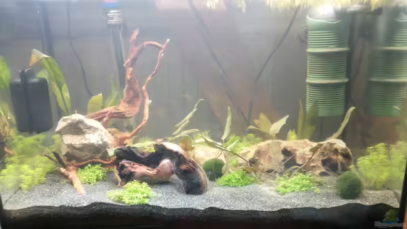 Jetzt sind noch die Wurzeln dazugekommen, weiterhin in der Einlaufphase von Zwergwels Fan (3)