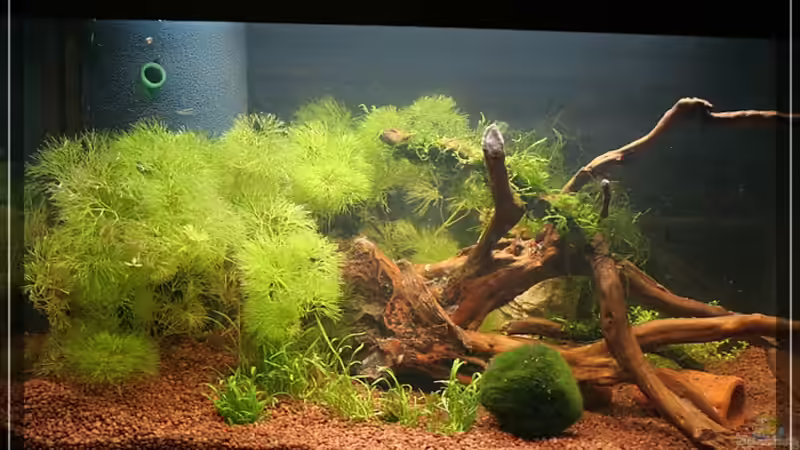 jetzt soll es alles bitte üppig wachsen :-) von Moerser (2)