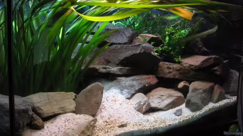 Jetzt von -serok- (4)