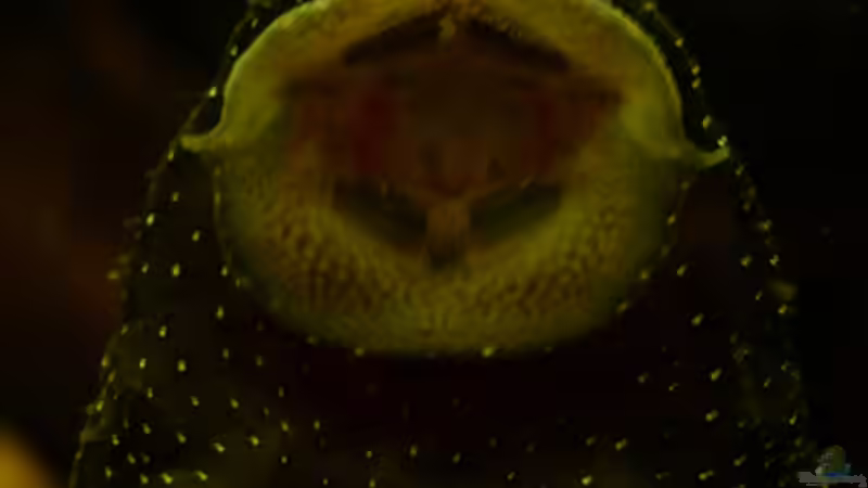 Jetzt weiß ich auch,warum einige Leute zu solchen Welsen Scheibenknutscher sagen von Cichlid Power (41)