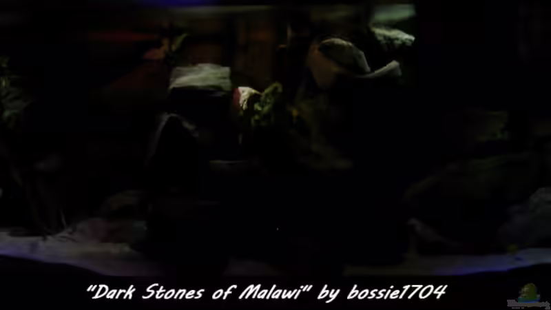 Jetzt wird es auch in den größeren Tiefen langsam heller. Blau zugeschaltet... von bossie1704 (15)