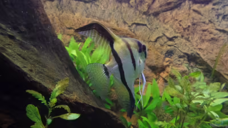 Jochen von raubsau (150)