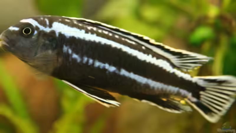 Johanii Bock von Svenson (4)