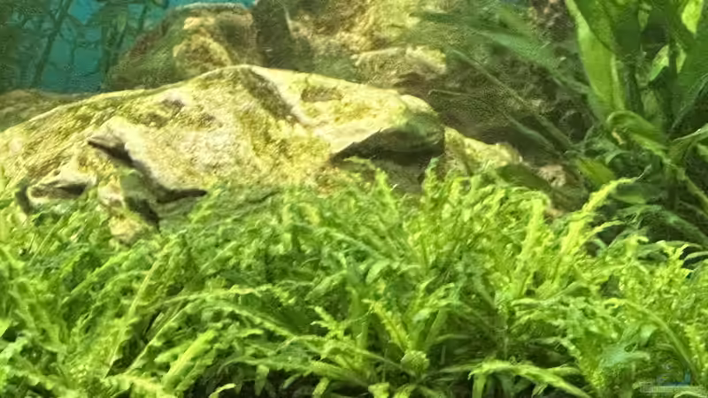 Johann Wilhelm Helfer – Der Botaniker hinter den Pflanzennamen