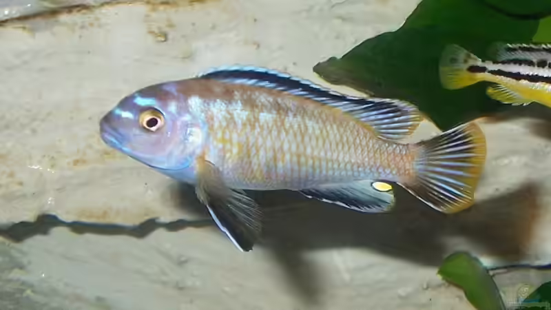 Johanni electric blue semiadult von J.Liebold (14)