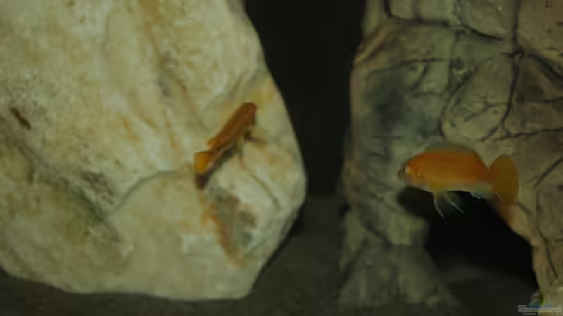 johanni Männchen und Weibchen von MikeM. (27)