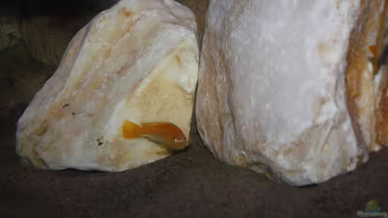 johanni Männchen von MikeM. (26)