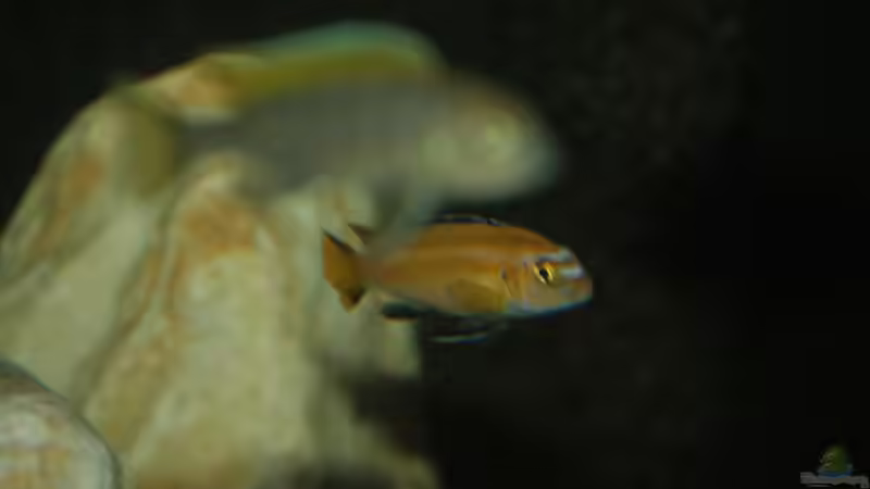 johanni Männchen von MikeM. (28)