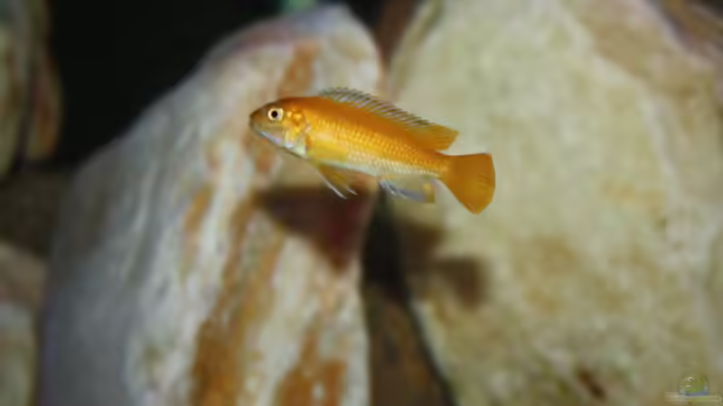 johanni Männchen von MikeM. (34)