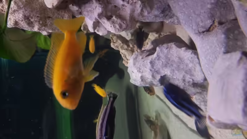 johanni von Malawi1 (7)