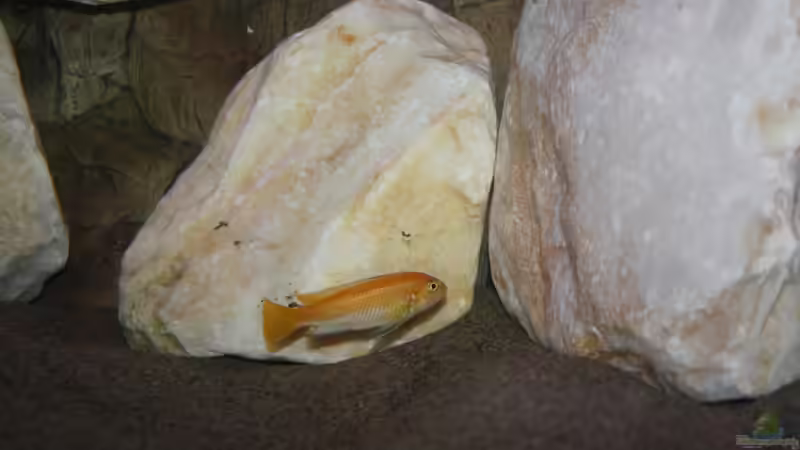 johanni von MikeM. (29)