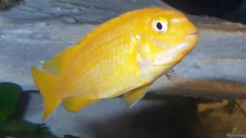 Johanni Weib von J.Liebold (15)