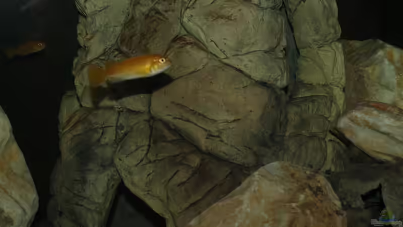 johanni Weibchen von MikeM. (11)