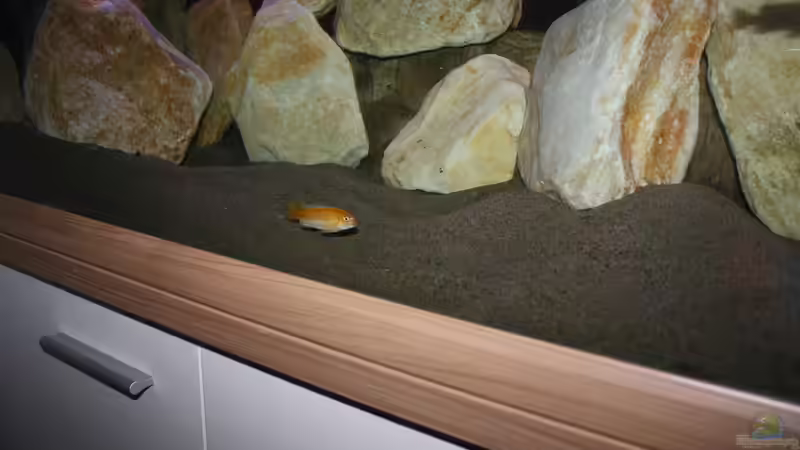 johanni Weibchen von MikeM. (23)