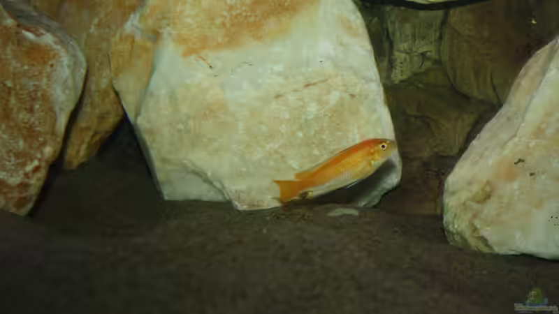 johanni Weibchen von MikeM. (35)