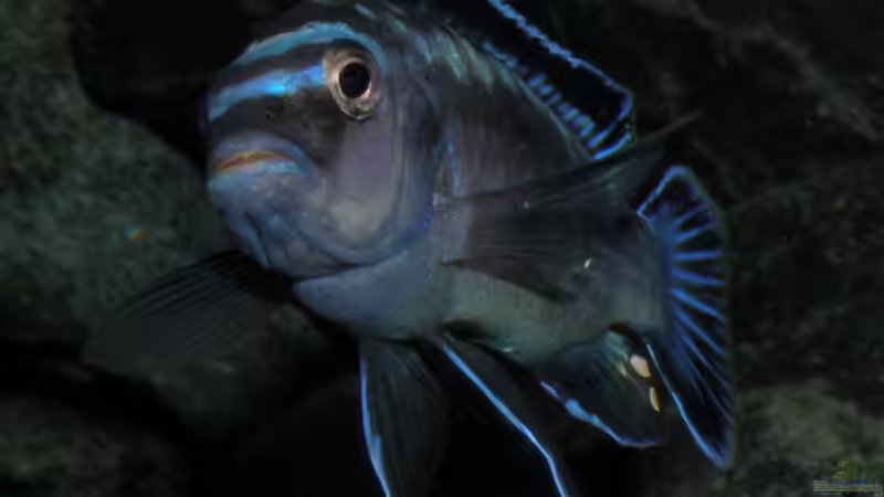 Johannii-Bock 9.1.2013 in voller Flossenpracht von bossie1704 (66)