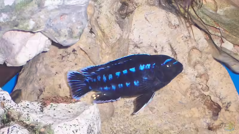 Johannii Bock von Jürgen Jakobi (8)