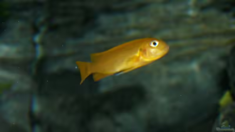 Johannii-Dame 18.7.2012 von bossie1704 (69)