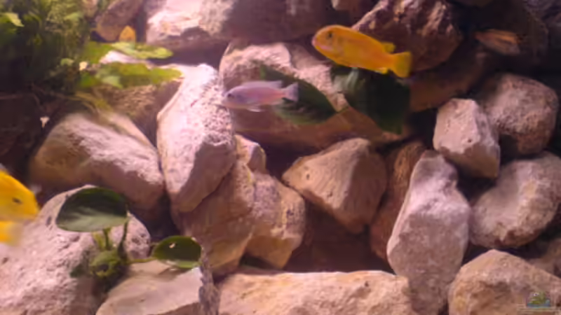 Johannii w von Cindy Laumer (9)