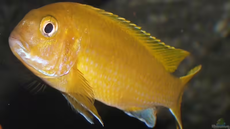 Johannii-Weib 9.1.2013 Nahaufnahme von bossie1704 (70)