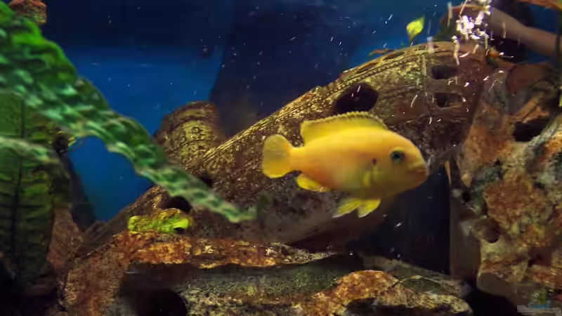 Johannii Weib von Jürgen Jakobi (7)