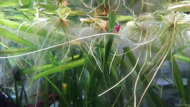 Johnny Weissmüller lässt grüßen von Lance Hardwood (78)
