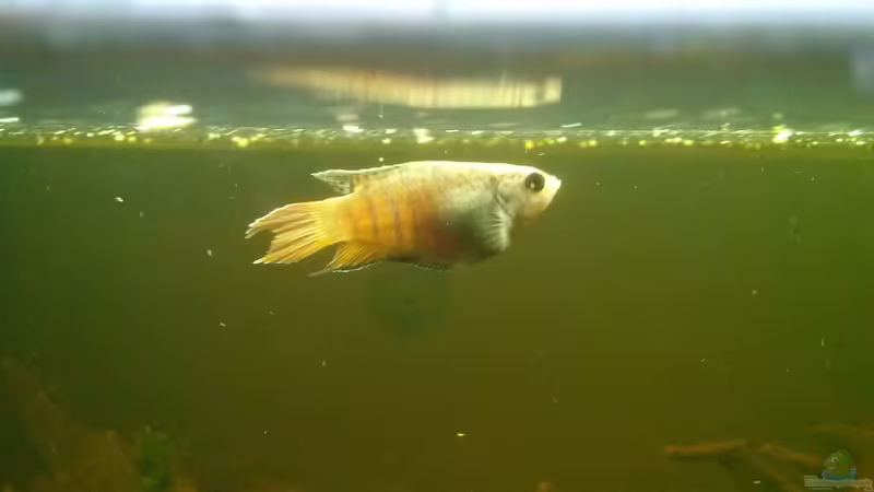 Josephine von FleXx0 (35)