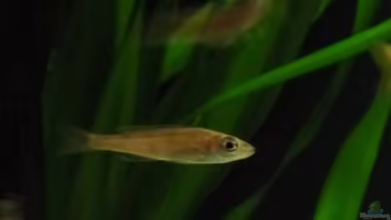 jugendlicher Cyprichromis von vitus (9)