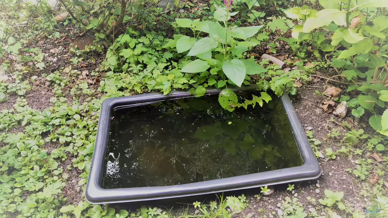 Juhuu! Bergmolch-Larven in der 110 Liter Teichwanne