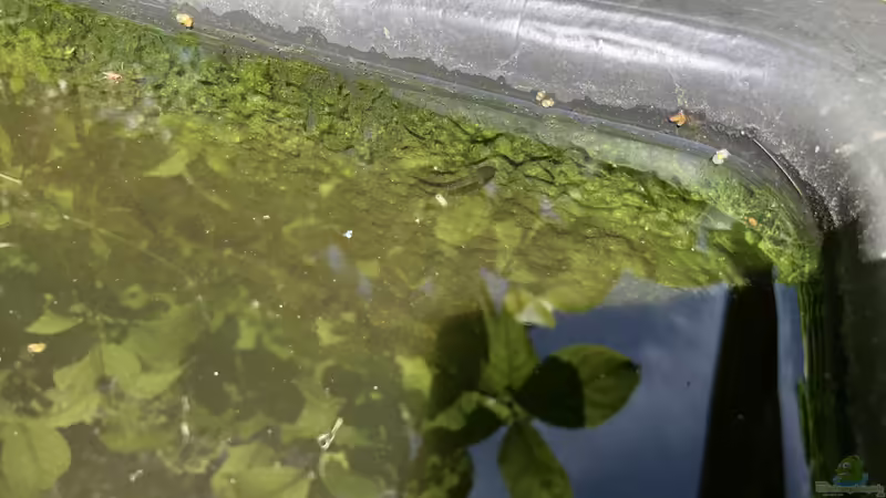 Juhuu! Bergmolch-Larven in der 110 Liter Teichwanne