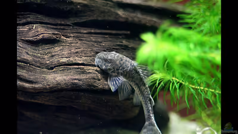Wurzeln und Holz im Aquarium (Einrichtungsbeispiele mit Holz als Dekoration) 