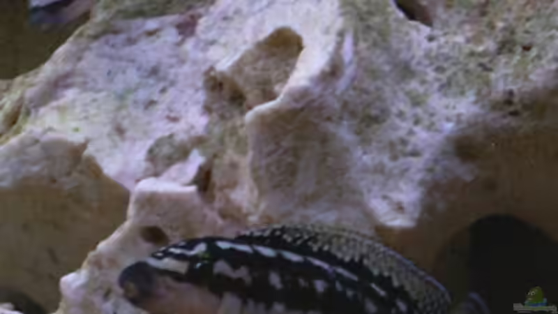 Jul. transcriptus ´Gombi´ von Paul Hoffmann (9)