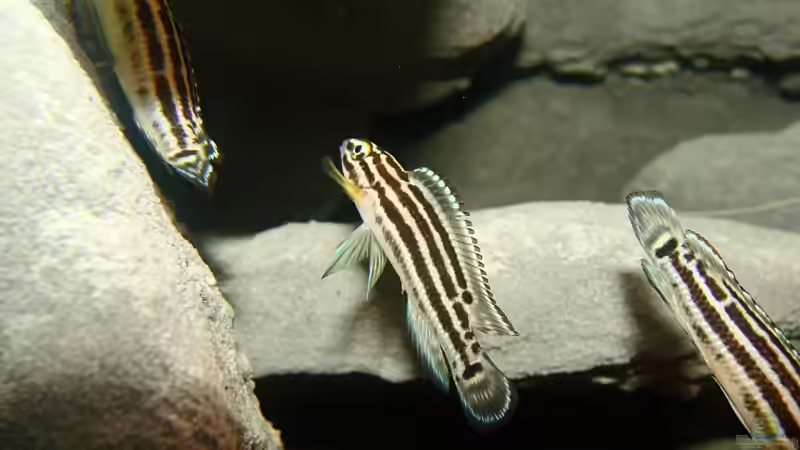 Juli. regani Gruppe von Miriam (19)