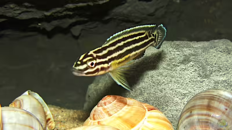 Juli. regani Jungtier von Miriam (22)