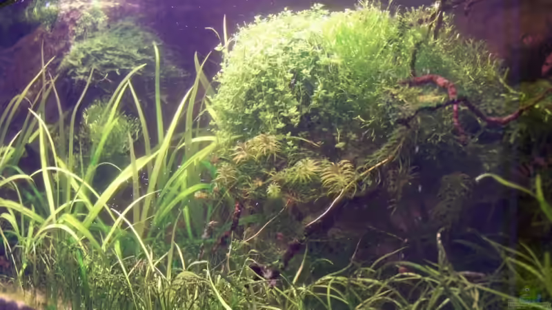 Juli 08 von basetim (8)