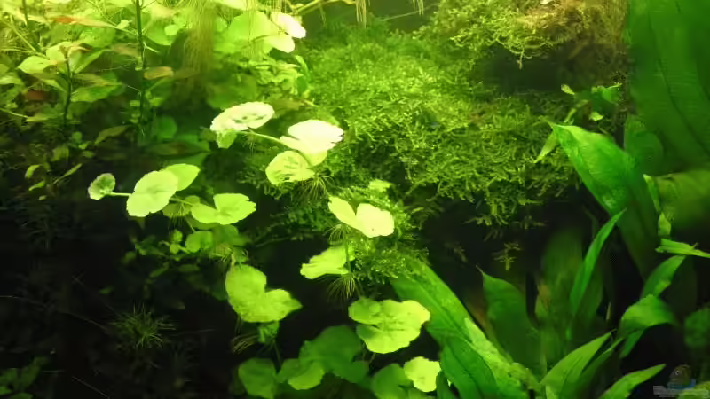 Juli 2008 hellgrün brasilianischer Wassernabel von Kamenko (21)