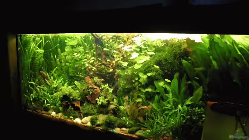 Juli 2008 von Kamenko (15)