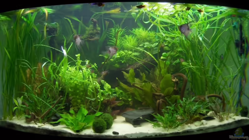 Juli 2009 von Der Siems (16)